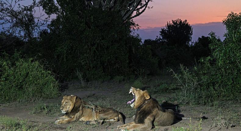 Jacob and Tibu, two lions who are brothers, resting in Uganda's Queen Elizabeth National Park.Alexander Braczkowski