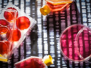 Daganatos sejtek nap, mint nap