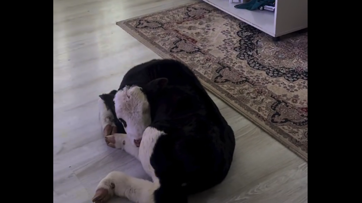 Garovićima se otelila krava, oni slabašno tele uneli u kuću i čuvali ga unutra cele zime, sad živi sa njima: 