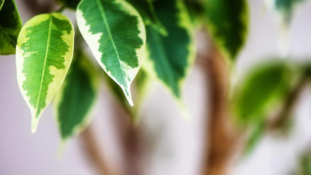 Zdravé listy prezradia, že fikus dostáva správnu starostlivosť aj hnojenie.