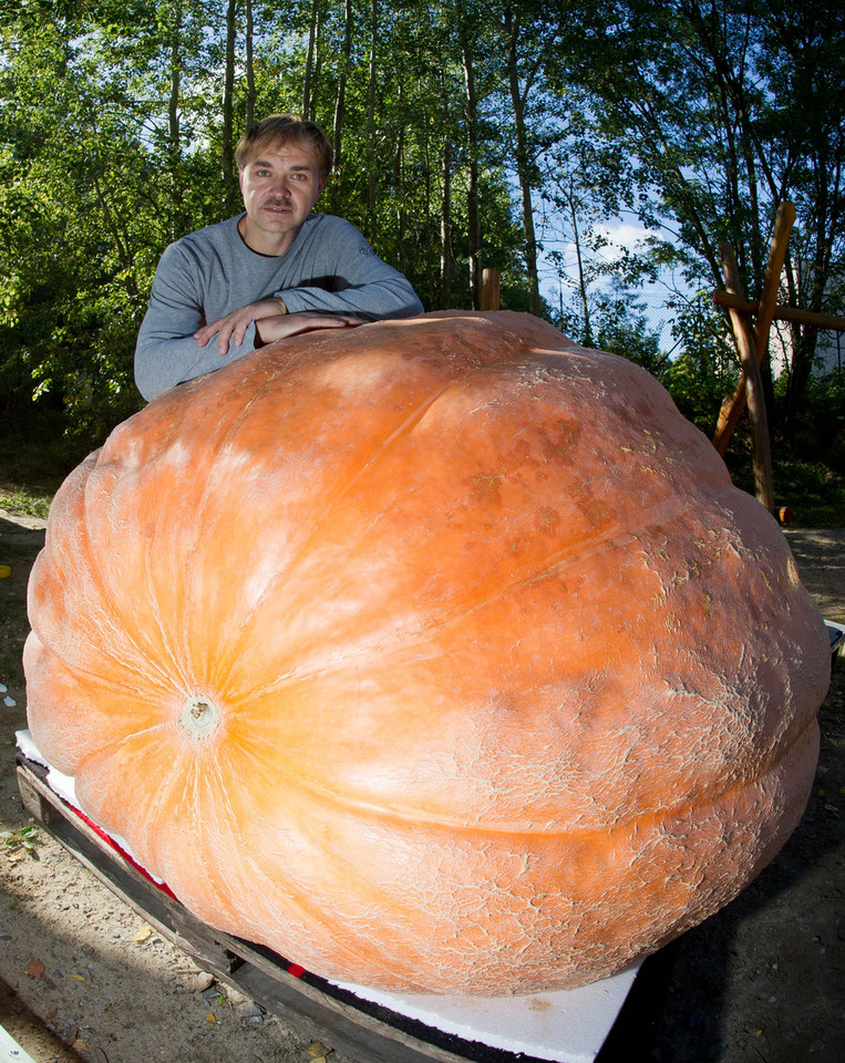 Gigantyczna dynia waży 500 kg!