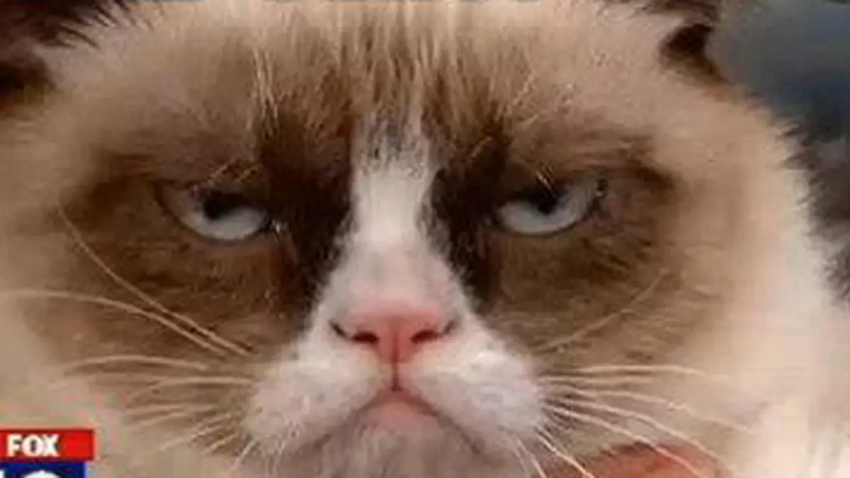 Słynny Grumpy Cat zagra w filmie