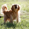 pas lajanje