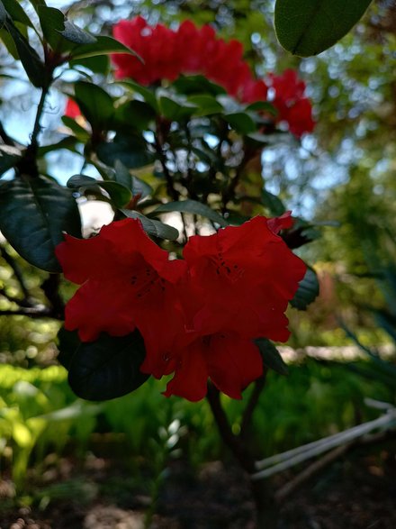 Rododendron "Scarlet Wonder"