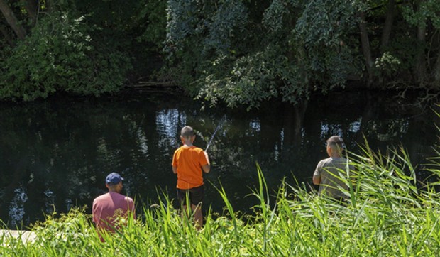 Pecaroši - ilustracija