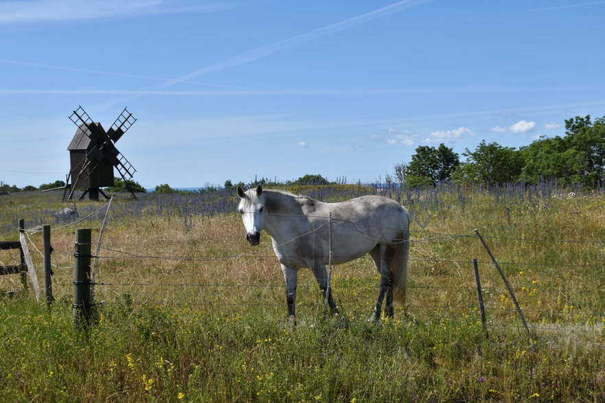 Wielka Równiną Alvaret, Olandia, Szwecja