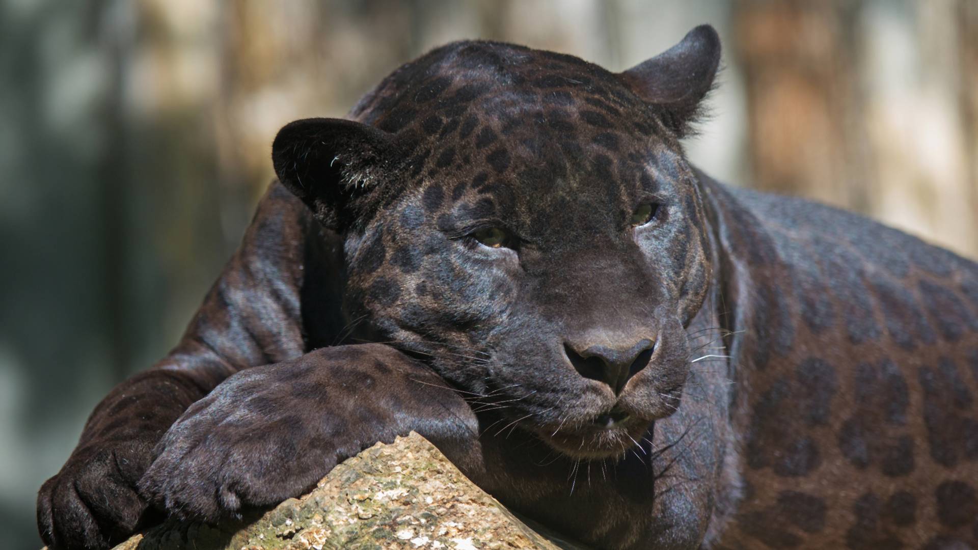 Lenyűgöző! Száz év után elöször bukkantak rá egy fekete leopárdra Afrikában - Videó