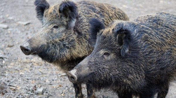 Głównym zadaniem zespołu ds. dzików będzie wypracowanie rozwiązań, które mają na celu przywrócenie równowagi w środowisku w zakresie liczby dzików na terenie miasta. 