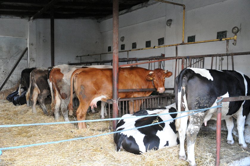 Pożyczyli pieniądze w lombardzie. Stracili gospodarstwo