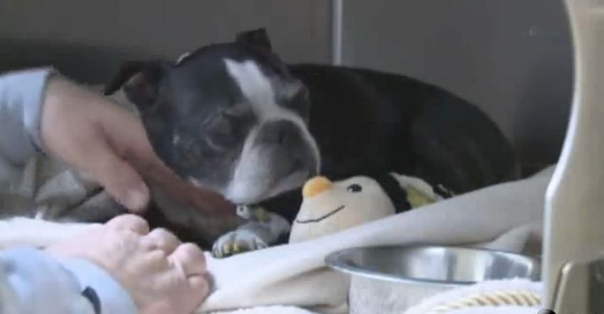 Sem je preživeo pad sa 15. sprata