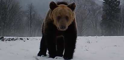 W Bieszczadach zima, a miśki wcale nie chcą spać!