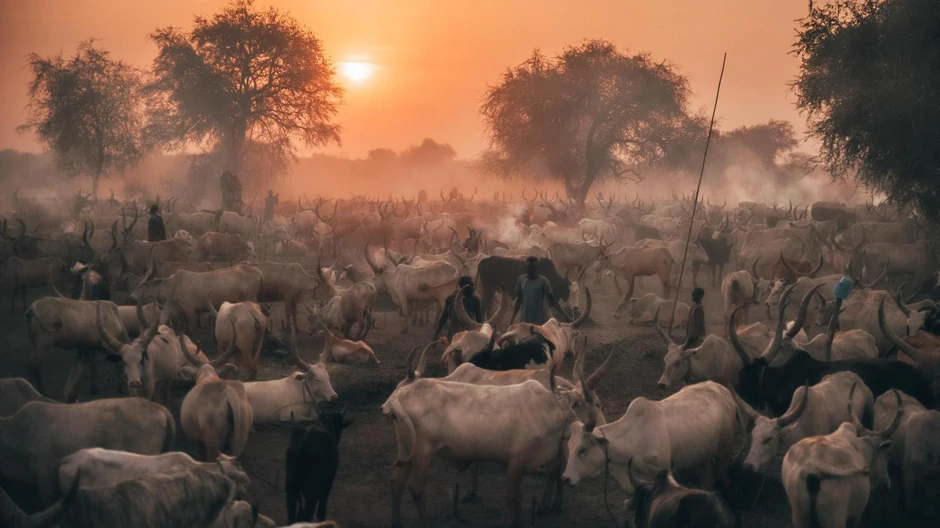 Kampovi stoke plemena Mundari u Južnom Sudanu | Foto: Biljana Jurukovski