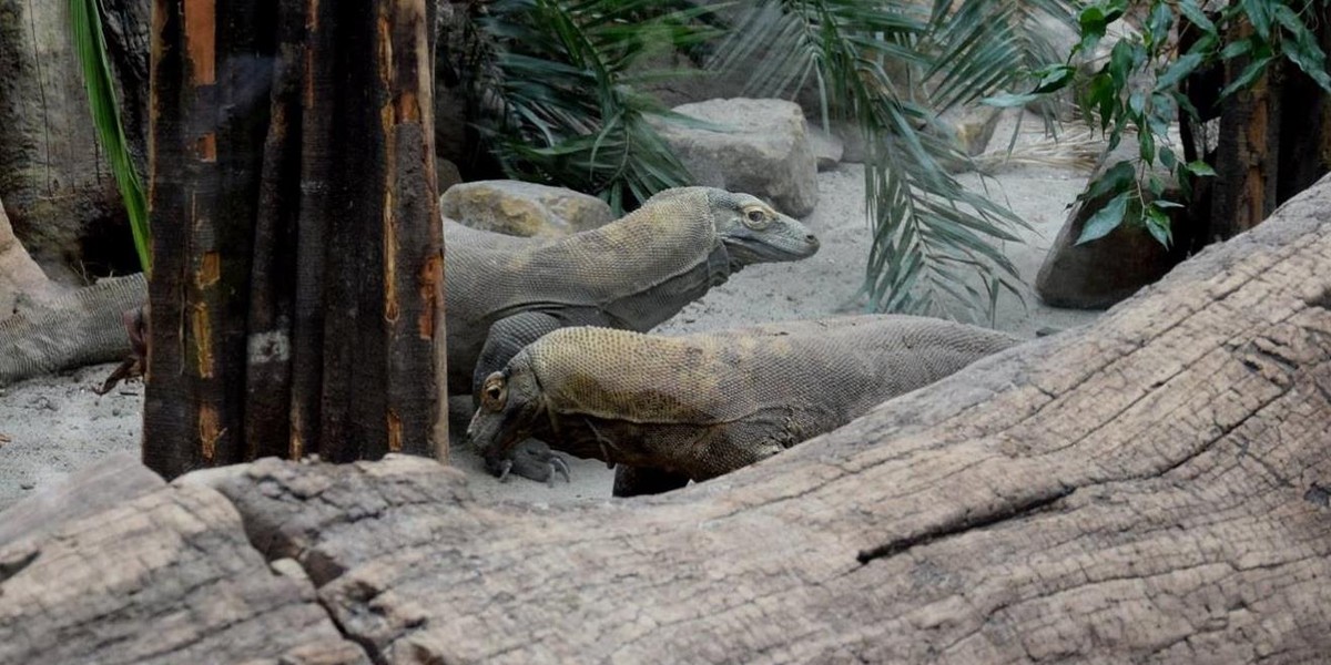 Stare Zoo w Poznaniu. Zbiórka roślin na wybieg dla waranów