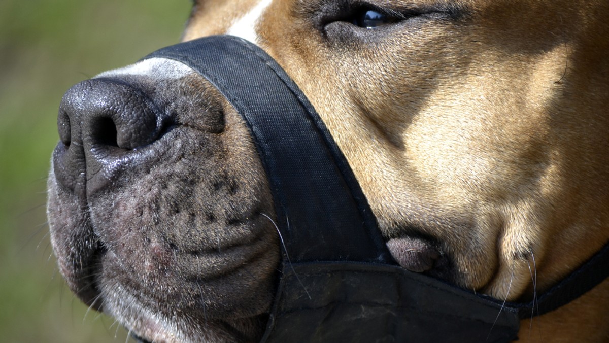 Sosnowiec: amstaff zaatakował i pogryzł swojego właściciela