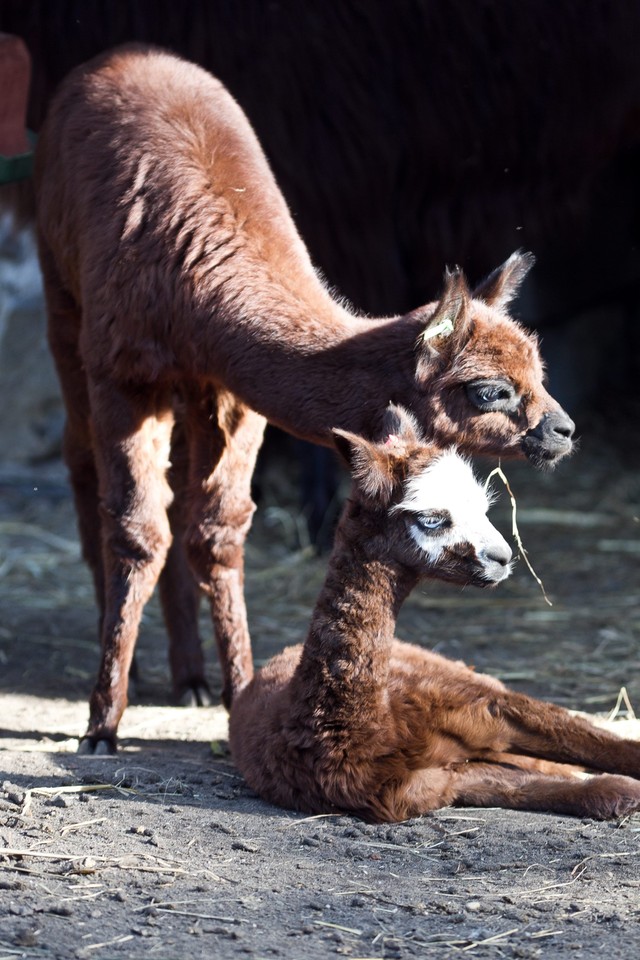 We wrocławkim zoo urodziły się alpaki