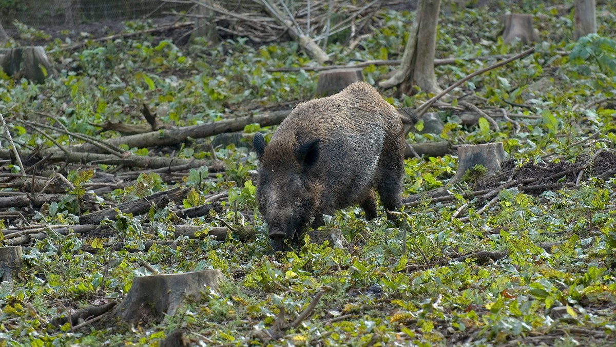 Podlaska Izba Rolnicza zaapelowała w środę do tych rolników w regionie, którym dziki zniszczyły uprawy, a szkody zostały oszacowane przez komisje, by w biurach ARiMR składali wnioski o rekompensaty. Muszą to zrobić do 28 listopada.