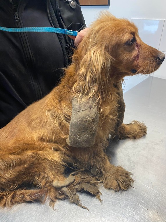 Pies trafił pod opiekę weterynarza