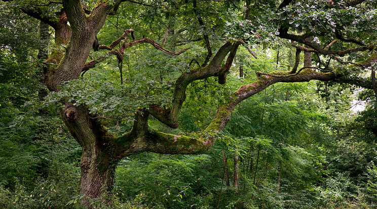 Kocsányos tölgy (Quercus robur): A hazaiak közül a leggyakoribb tölgyfaj. 35-40 méter magasra nő, egyes példányai 500 évnél is tovább élhetnek. Kérge sötétbarna, mélyen hasadozott. Közelről könnyen felismerhető levelei karéjos széléről. Ez a levélforma szerepel az erdészek, vadászok jelképeiben. Nem csak kitűnő keményfája miatt értékes, melyből régen hajókat, bútorokat készítettek, de annak idején a hatalmas tölgymakkterméssel hizlalták a disznókat is. / Fotó_Getty Images