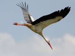 Bociany są już w drodze do Polski!