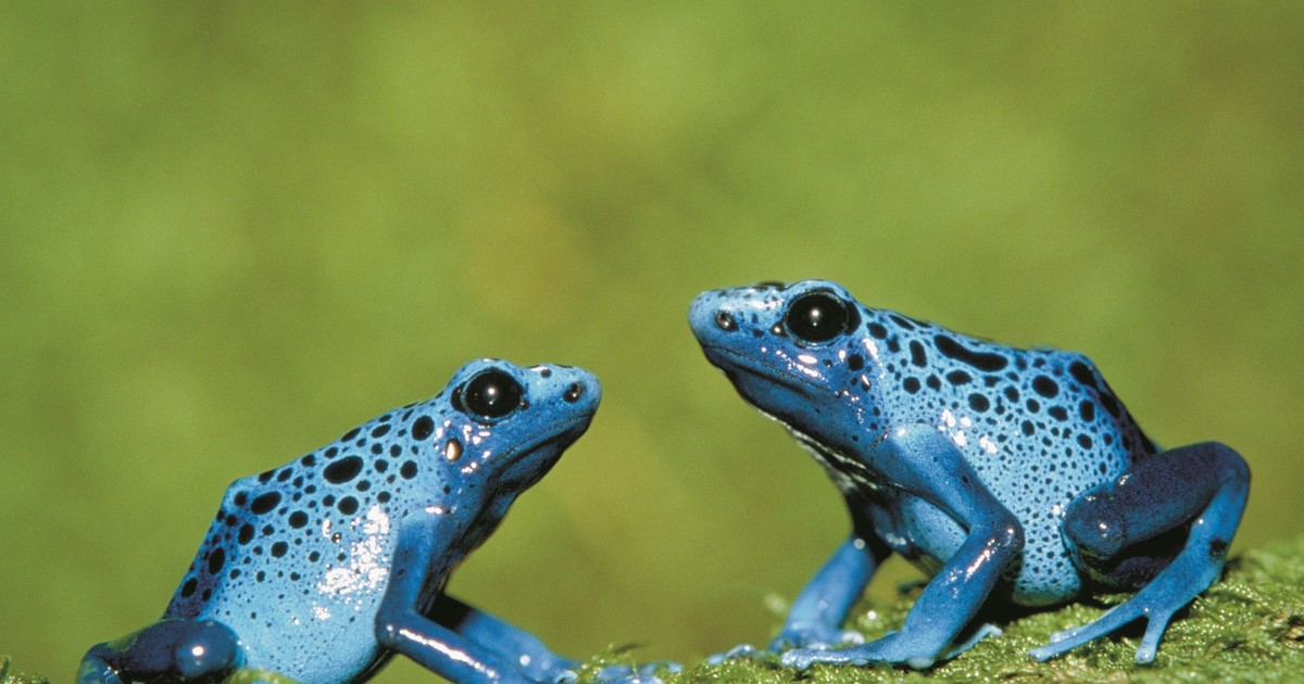Są bardzo agresywne. To toksyczne piękności
