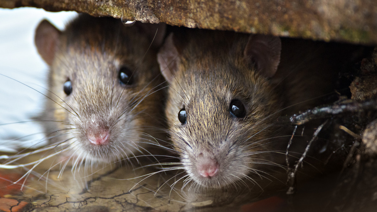 Hiszpania: Władze Madrytu walczą z plagą szczurów