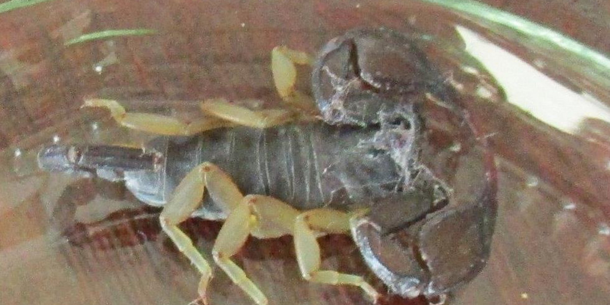Skorpion błąkał się w okolicy targowiska w Kościerzynie