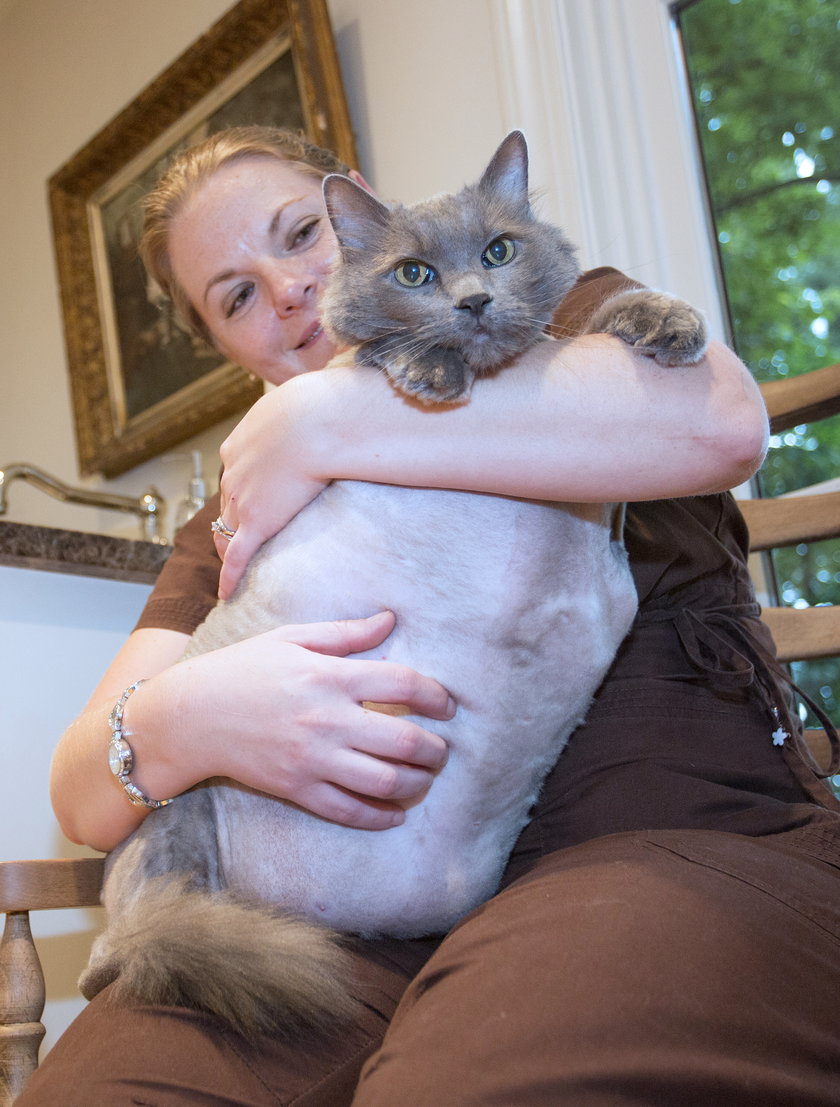 Maine Coon King Leo