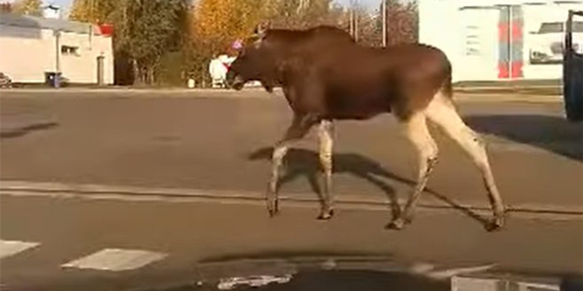 Łosie z natury są bardzo płochliwe, ten jednak nie boi się ludzi