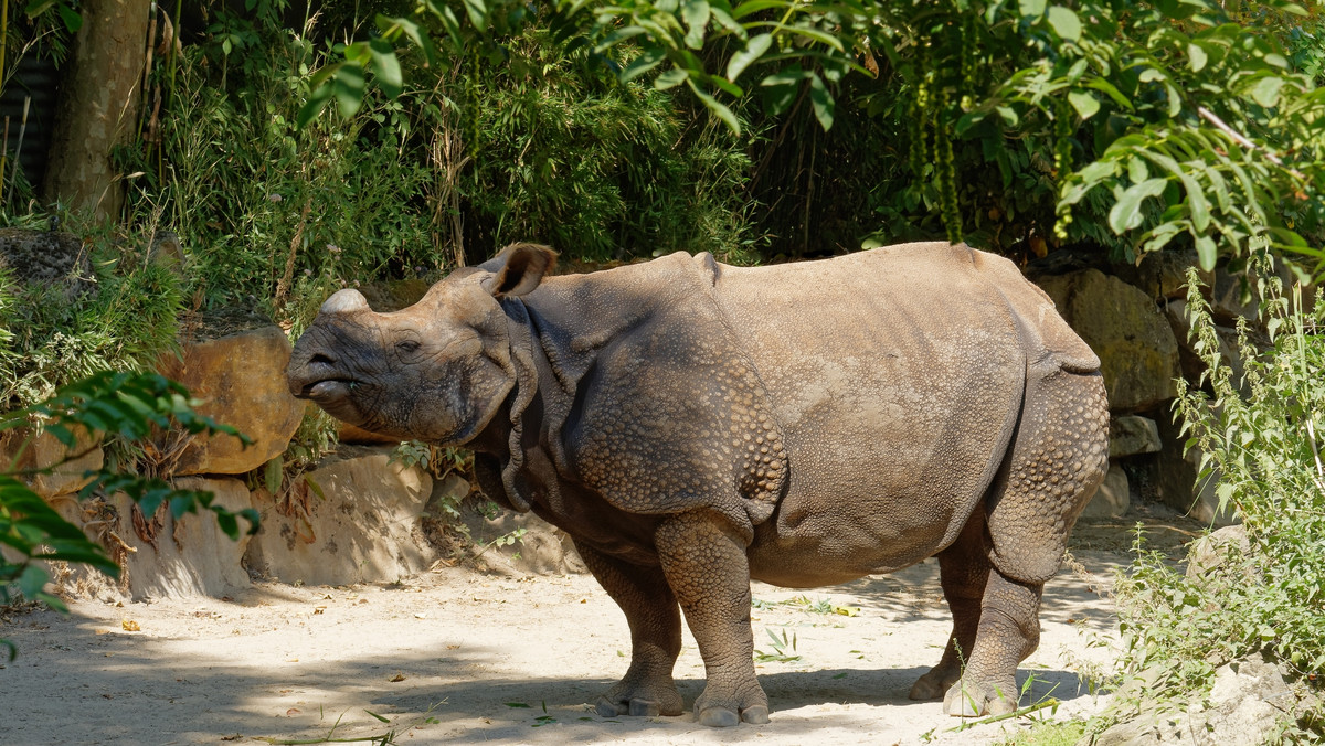 W Indonezji zauważono młodego nosorożca jawajskiego. To krytycznie zagrożony gatunek