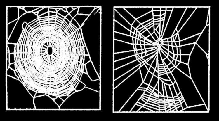 Sieć pająków utkana pod wpływem amfetaminy (po lewej stronie normalna pajęczyna)