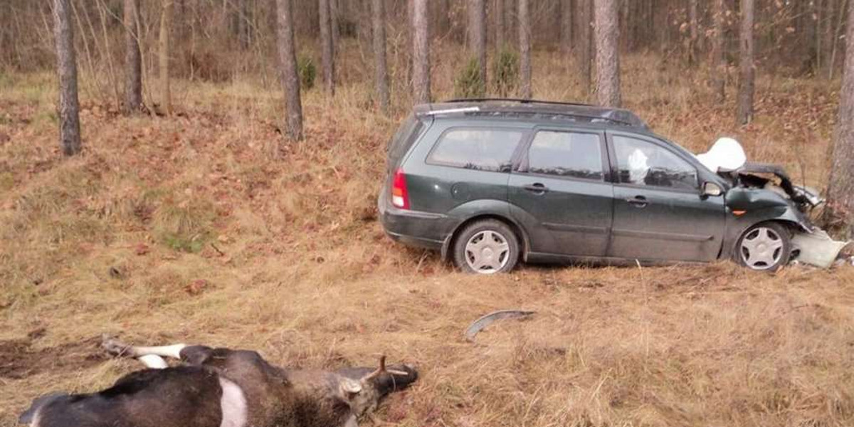 Zderzyła się z łosiem. Miała szczęście. Żyje!