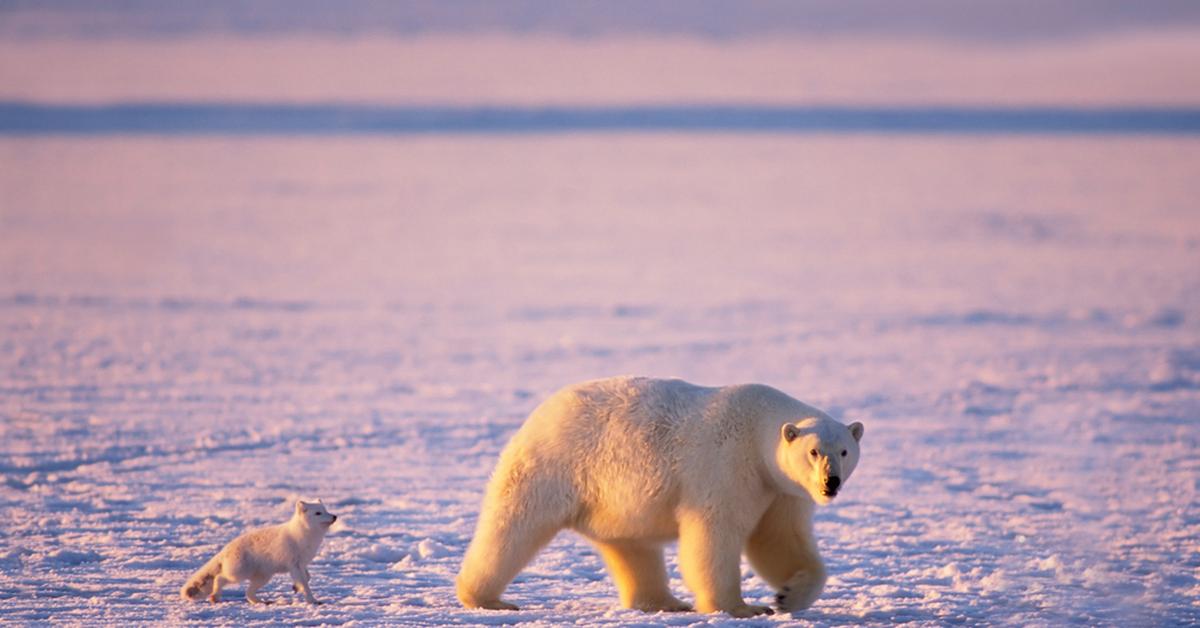  Koniec lodu. Tak zmiany klimatyczne przekształcają Arktykę