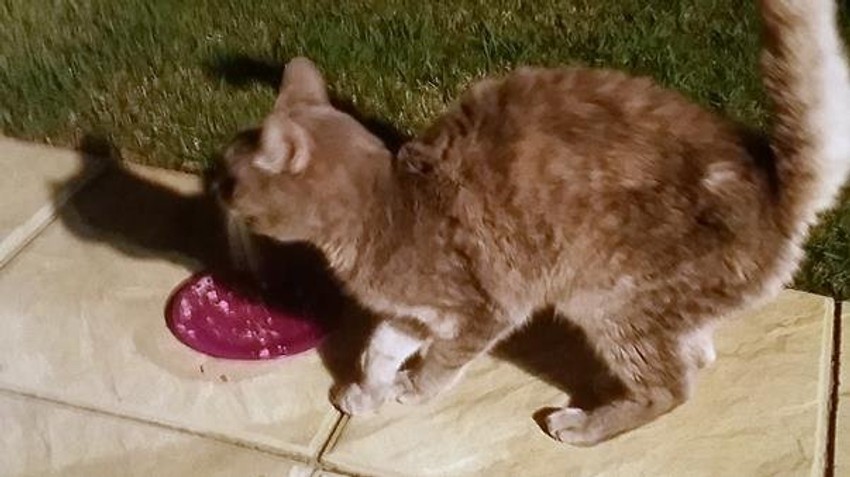 Fotografija koju su njeni vlasnici delili po sajtovima i društvenim mrežama u nadi da će je pronaći