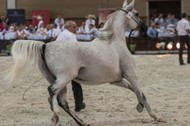 Klacz Pistoria podczas aukcji