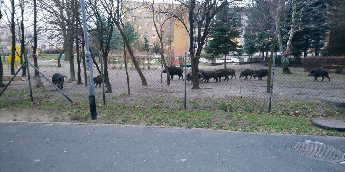 Dziki w ogródku poznańskiego przedszkola.