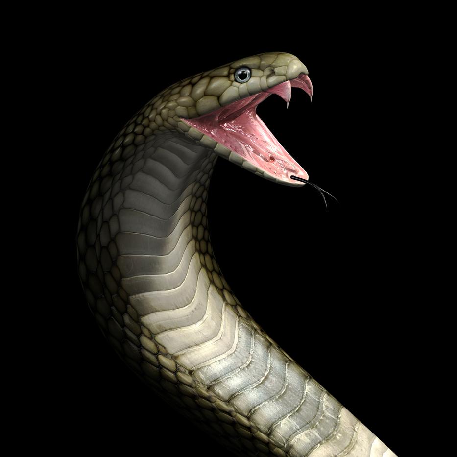 Kígyó nyelte le egészben a férfit / fotó: Thinkstock