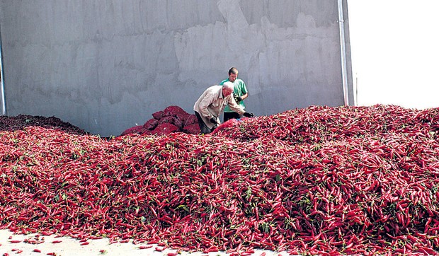 martonos paprika_180918_RAS_foto Biljana Vuckovic 006
