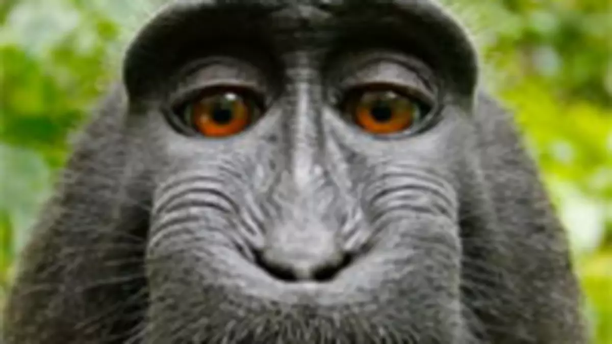 Zamieszanie wokół małpiego selfie. Wikipedia utrzymuje, że prawo do zdjęć ma makak