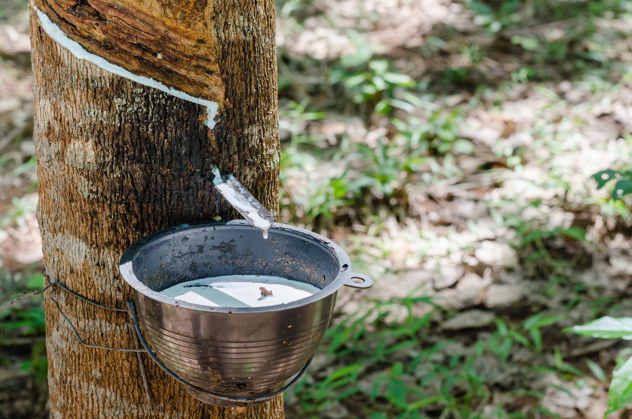 Prírodný kaučuk – základ pneumatík, ktorý je prirodzene sivobiely.