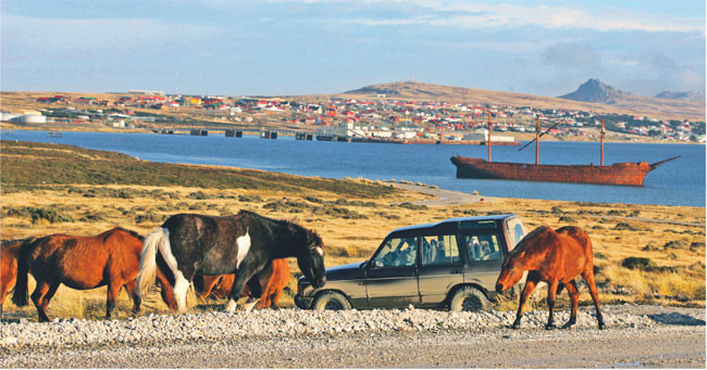Obecnie podstawą gospodarki Falklandów są hodowla owiec, sprzedaż praw do połowu ryb i turystyka Fot. Reuters/Forum