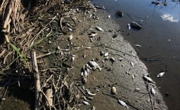 Skażenie Odry. Biolog: Kluczowym elementem jest czas. Spuszczenie wody ze zbiorników retencyjnych mogło rozrzedzić truciznę