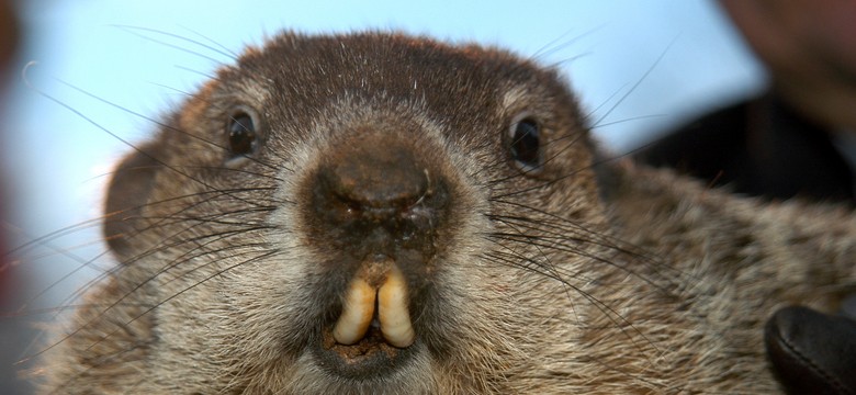 Dzień świstaka w New Jersey odwołany. Świstak zmarł w przeddzień swojego święta