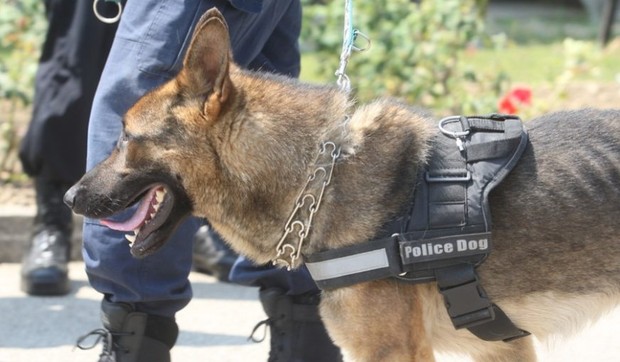 Policijski pas, ilustracija