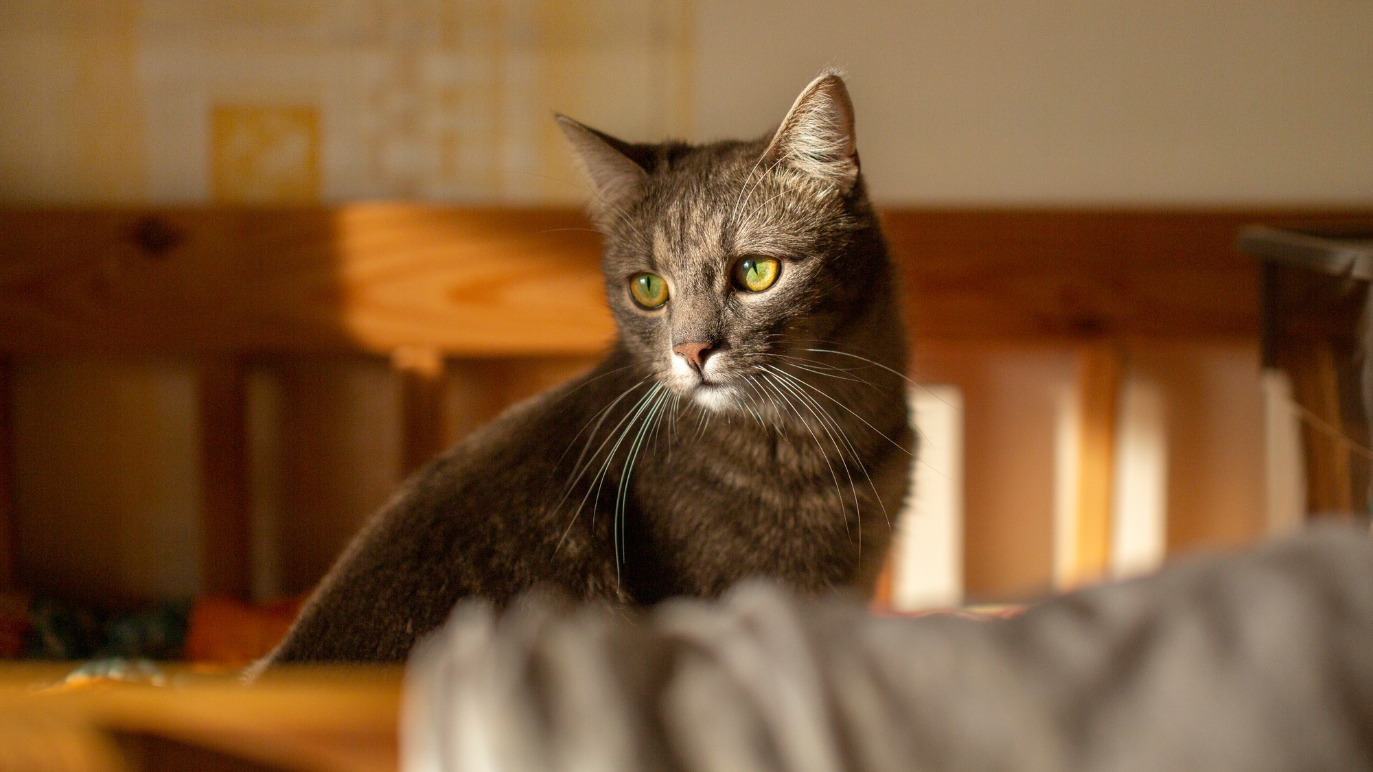 Aj mačka môže v čase samoty prežívať stres či úzkosť .