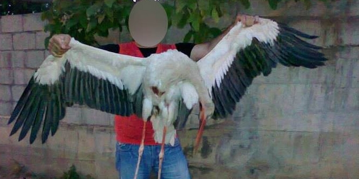 Masakra ptaków w Libanie.