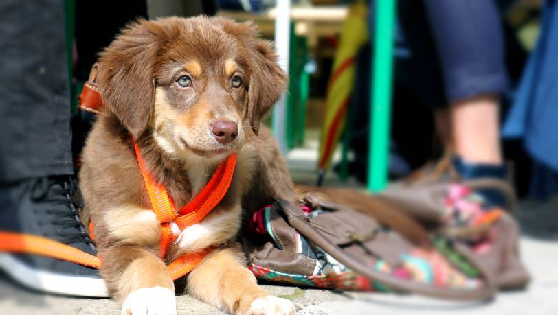 Luxus für den Hund: Dieses Hundegeschirr ist besonders bequem