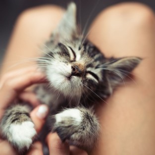 Bebizonyították, hogy igenis csökkentik a macskák a stresszt és javítják a közérzetet