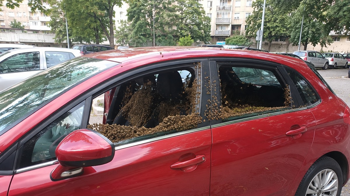 Roj pčela u automobilu - ilustracija a