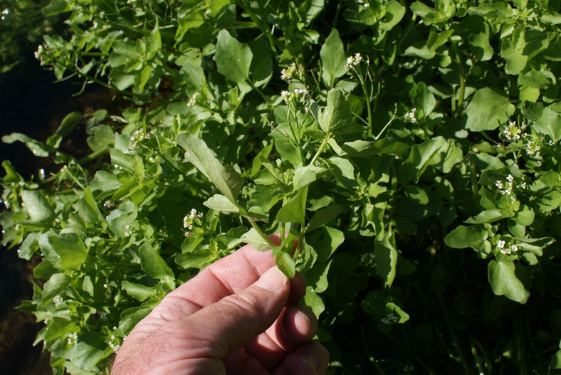 Rukiew (rzeżucha) wodna (Nasturtium officinale)