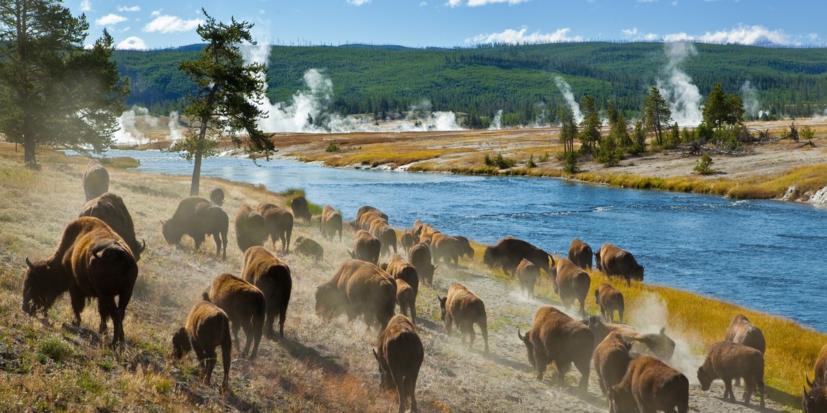 Yellowstone National Park.